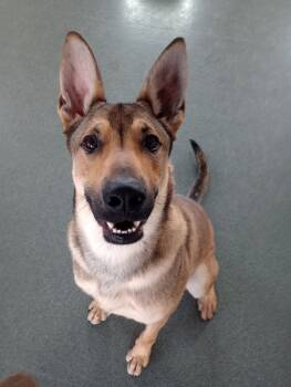 Rescue German Shepherd Dog and Akita Dogs for Adoption in Lima, Ohio - Diego | PetCurious