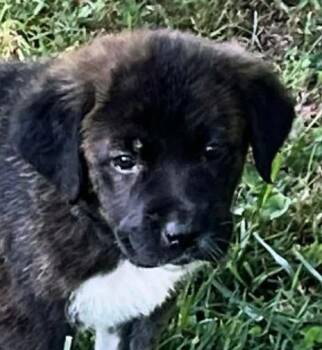 German Shepherd Dog and Great Pyrenees Dogs Available for Adoption in Andover, Massachusetts - Rock Enchanted | PetCurious