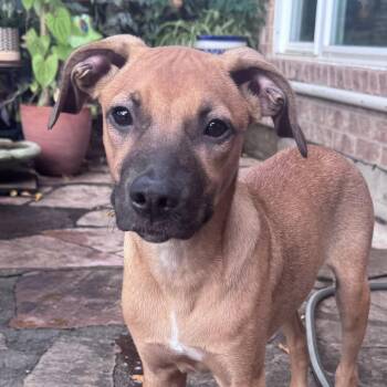 Rescue Mixed Breed and Black Mouth Cur Dogs for Adoption in Houston, Texas - Jake,  Sweetie Boy! | PetCurious