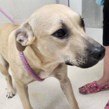 Bottle Rocket -  Mixed Breed Dog for Adoption in Evansville, Indiana - Bottle Rocket | PetCurious
