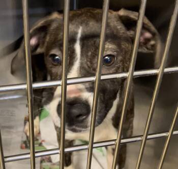 Aurora -  Mixed Breed Dog for Adoption in Parma, Ohio - Aurora | PetCurious