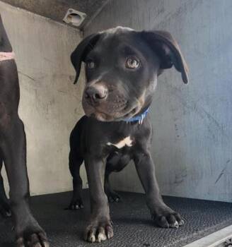 PACE -  Labrador Retriever Dog for Adoption in San Antonio, Texas - PACE | PetCurious