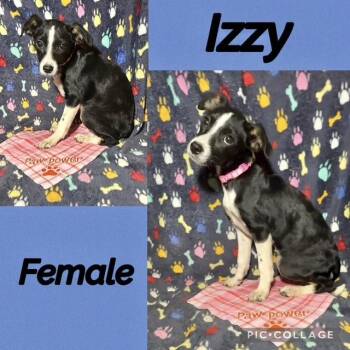 Labrador Retriever Dogs Available for Adoption in Manchester, Connecticut - Izzy | PetCurious