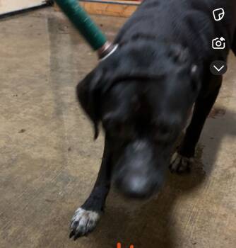 Rescue Mixed Breed Dogs for Adoption in Hot Springs, Arkansas - M16 | PetCurious