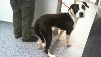 A1271190 -  Pit Bull Terrier and Mixed Breed Dog for Adoption in Charlotte, North Carolina - A1271190 | PetCurious