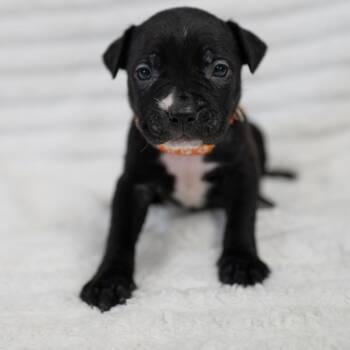 Black Labrador Retriever and Rottweiler Dogs Available for Adoption in Fulton, Missouri - Silas | PetCurious