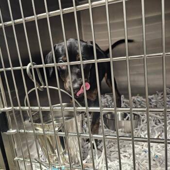 Marnie -  Hound and English Bulldog Dog for Adoption in Tampa, Florida - Marnie | PetCurious