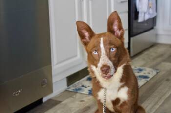 Grace -  Australian Cattle Dog Blue Heeler and Husky Dog for Adoption in Fort Collins, Colorado - Grace | PetCurious