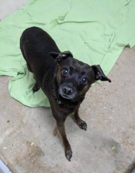 Prance FKA Martin -  Mixed Breed Dog for Adoption in West Chester, Pennsylvania - Prance FKA Martin | PetCurious