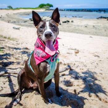 Rescue Mixed Breed Dogs for Adoption in Kailua-kona, Hawaii - Ember | PetCurious