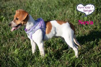 Neva -  Beagle and Dachshund Dog for Adoption in Lee