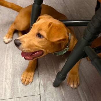 Mike -  Mixed Breed Dog for Adoption in Fredericksburg, Virginia - Mike | PetCurious