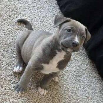 Sprite -  Pit Bull Terrier and Husky Dog for Adoption in Las Vegas, Nevada - Sprite | PetCurious