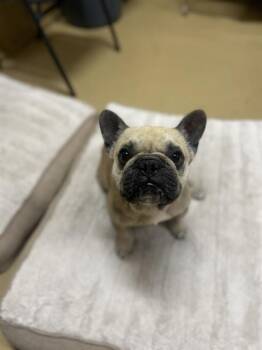 French Bulldog Dogs Available for Adoption - TEDDY | PetCurious
