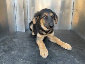 Rescue German Shepherd Dog and Mixed Breed Dogs for Adoption in Ontario, California - JAX | PetCurious