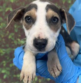 Terrier and Mixed Breed Dogs Available for Adoption - Channing | PetCurious