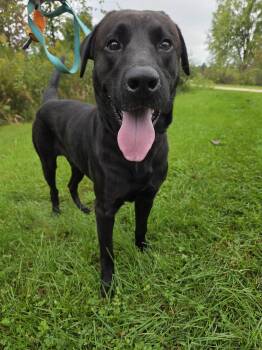 George-Not Accepting Applications Yet -  Black Labrador Retriever Dog for Adoption in Medina, Ohio - George-Not Accepting Applications Yet | PetCurious