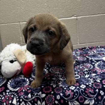Grizzly -  Shepherd and Mixed Breed Dog for Adoption in Jacksboro, Tennessee - Grizzly | PetCurious