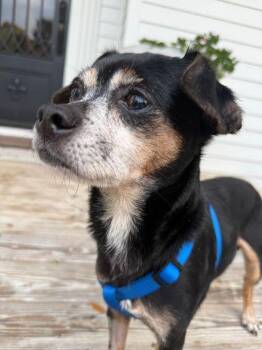 Rescue Chihuahua Dogs for Adoption in Pass Christian, Mississippi - Teddy | PetCurious