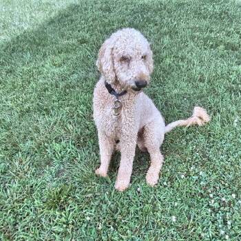 Peanut -  Standard Poodle Dog for Adoption in Rutherfordton, North Carolina - Peanut | PetCurious