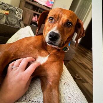 Oaky -  Mountain Cur and Mixed Breed Dog for Adoption in Lenoir, North Carolina - Oaky | PetCurious