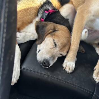 Mixed Breed and Beagle Dogs Available for Adoption in Madison, Wisconsin - Nova | PetCurious