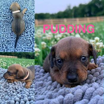 Pudding -  Dachshund Dog for Adoption in Spring Hill, Tennessee - Pudding | PetCurious