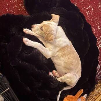 Major (p) -  American Staffordshire Terrier and Mixed Breed Dog for Adoption in New York, New York - Major (p) | PetCurious