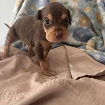 Labrador Retriever and Mixed Breed Dogs Available for Adoption in North Charleston, South Carolina - Tackle | PetCurious