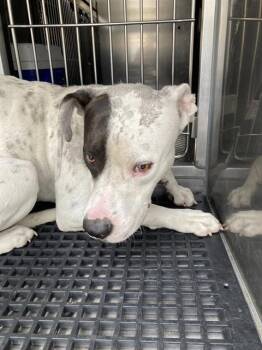 CHUCK -  Mixed Breed Dog for Adoption in Dallas, Texas - CHUCK | PetCurious