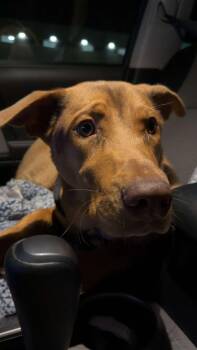 Redbone Coonhound and Coonhound Dogs Available for Adoption - Goose | PetCurious