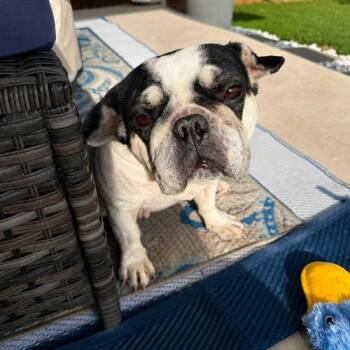Ladybug -  French Bulldog Dog for Adoption in Austin, Texas - Ladybug | PetCurious