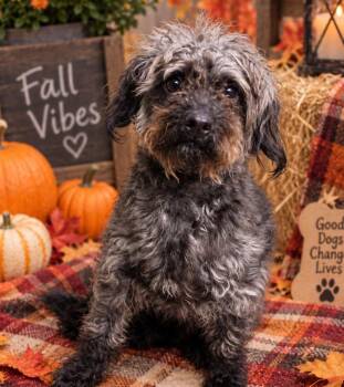 Loki -  Miniature Poodle and Puli Dog for Adoption in Belington, West Virginia - Loki | PetCurious