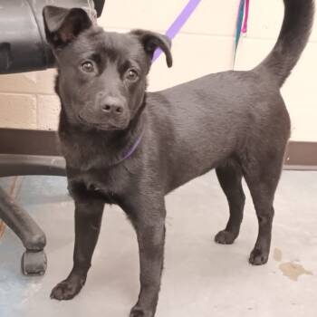 Rescue Mixed Breed Dogs for Adoption in Memphis, Tennessee - HAVANNA | PetCurious