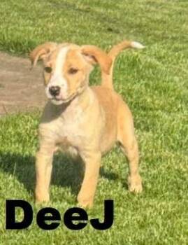 DeeJ -  Labrador Retriever Dog for Adoption in Owatonna, Minnesota - DeeJ | PetCurious