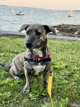 Addie -  Dachshund Dog for Adoption in Harrison, New York - Addie | PetCurious