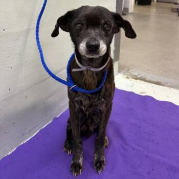 MELVIN -  Chihuahua and Mixed Breed Dog for Adoption in Houston, Texas - MELVIN | PetCurious