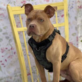 Sakti -  Pit Bull Terrier and Mixed Breed Dog for Adoption in Benton City, Washington - Sakti | PetCurious