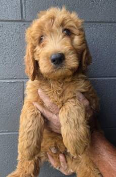 Turbo -  Golden Retriever and Standard Poodle Dog for Adoption in Malvern, Pennsylvania - Turbo | PetCurious