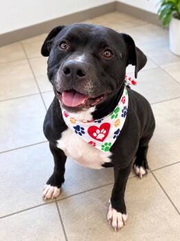 Bubbs -  Terrier Dog for Adoption in Euless, Texas - Bubbs | PetCurious