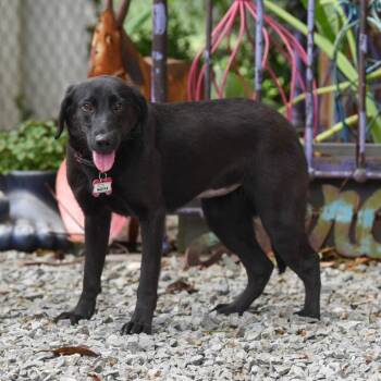 Labrador Retriever Dogs Available for Adoption in Wake Forest, North Carolina - Nadiya | PetCurious