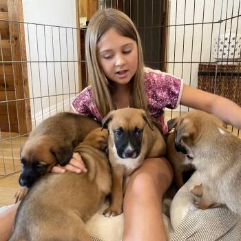 Dragon -  German Shepherd Dog and Mixed Breed Dog Available for Adoption in Oceanside, California - Dragon | PetCurious
