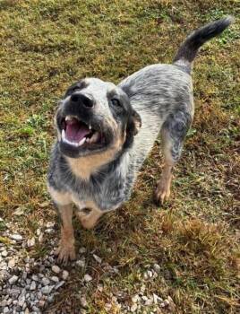 Cobweb -  Australian Cattle Dog Blue Heeler Dog for Adoption in Munfordville, Kentucky - Cobweb | PetCurious