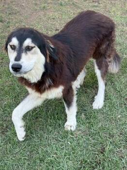 Husky and Great Pyrenees Dogs Available for Adoption in Riverside, California - DENALI | PetCurious