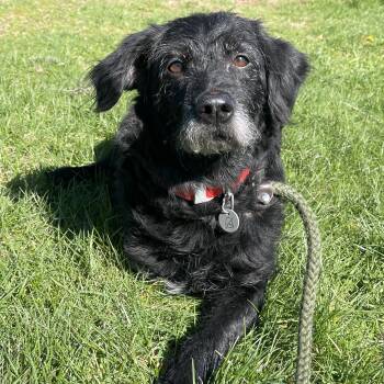 Black Labrador Retriever and Poodle Dogs Available for Adoption in Allegan, Michigan - Hope | PetCurious