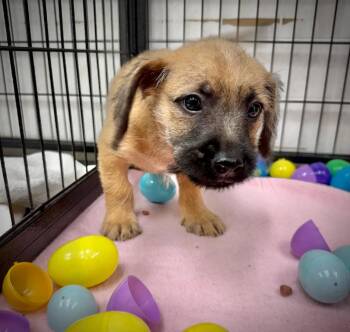 Terrier and Cockapoo Dogs Available for Adoption - Kasey | PetCurious