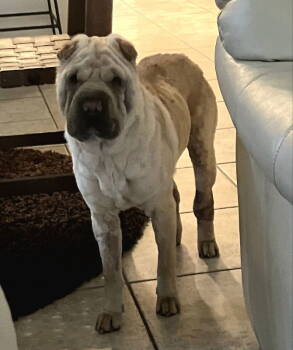 Rescue Shar Pei Dogs for Adoption in Lake Forest, California - Honey Aka Dolce | PetCurious