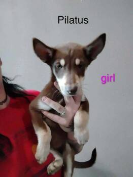 Pilatus -  Husky and Rottweiler Dog for Adoption in Waunakee, Wisconsin - Pilatus | PetCurious