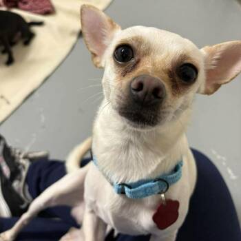 Chihuahua Dogs Available for Adoption in Groveland, Massachusetts - Harry | PetCurious
