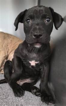 LARRY -  American Staffordshire Terrier and Mixed Breed Dog for Adoption in Tallahassee, Florida - LARRY | PetCurious